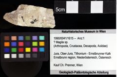 Foto (Objket + Etiketten) von Bullariscus patruliusi (Robins et al., 2013) 